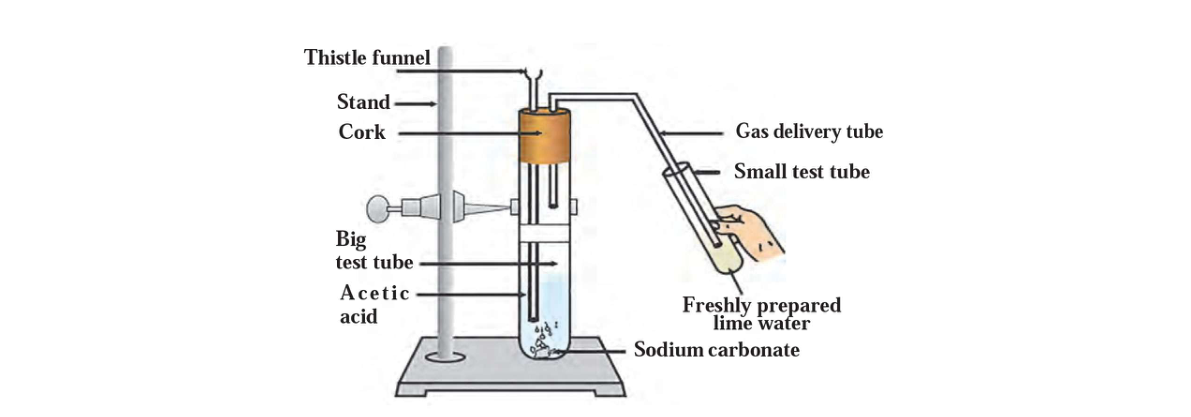 diagram for Acetic acid + carbonate reaction diagram (gas, lime water, equation)