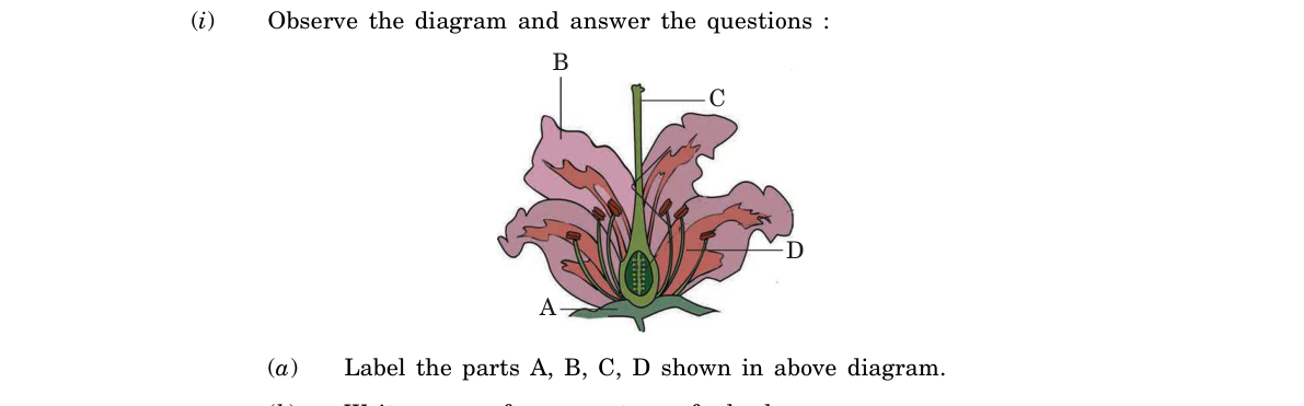 diagram for Flower structure: label whorls/parts