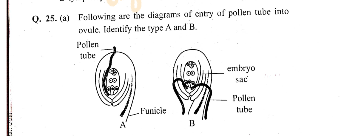 diagram for Significance of double fertilisation