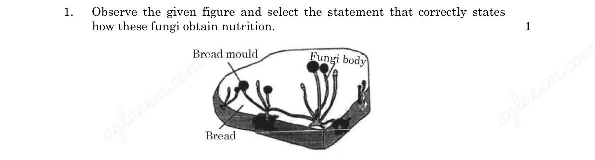 diagram for Saprophytic (extracellular) nutrition identification
