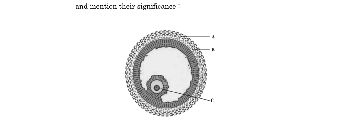 diagram for Graafian follicle diagram