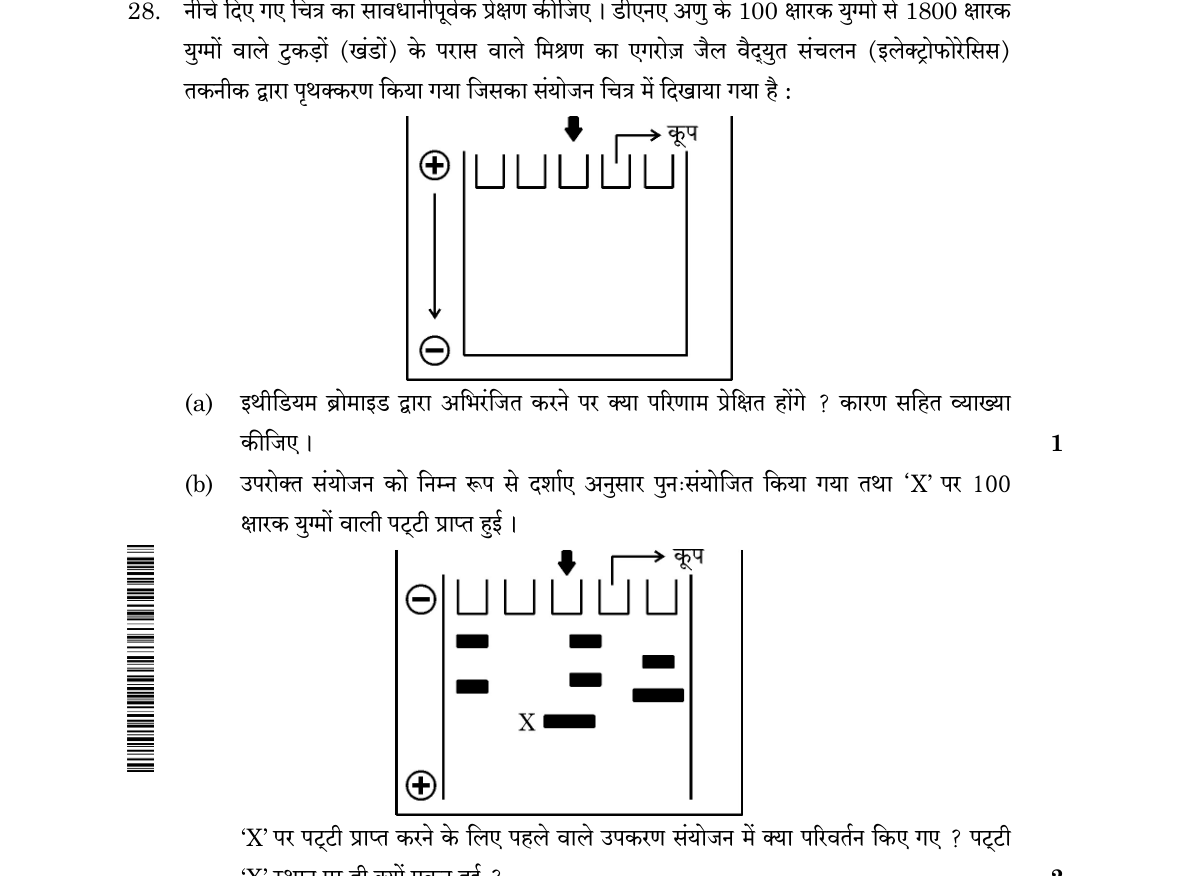 diagram for Gel electrophoresis - separation by size / staining